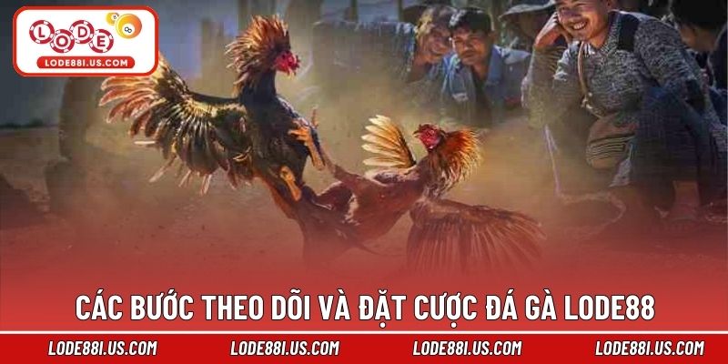 Các bước theo dõi và đặt cược đá gà Lode88